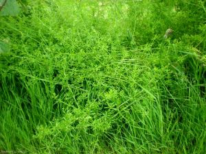 galium-aparine7