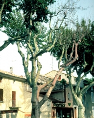 Le tronc et les branches atteintes ont pris une couleur violacée ou orangée, l’arbre montre des signes de dépérissement. La colonisation par le pathogène a eu lieu 2 à 3 ans en arrière - Source : ENSA-Montpellier, www.forestryimages.org