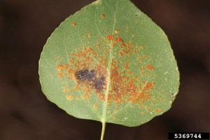 Urédies et téleutospores à la face inférieure d’une feuille de peuplier en automne - Source : W. Cranshaw, Colorado State University, ww.forestryimages.org