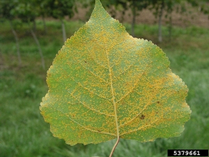 A titre de comparaison, <i>M. larici-populina</i> sur feuille de peuplier, très peu différent visuellement de <i>M. medusae </i> - Source : A. Kunca, National Forest Centre - Slovakia, www.forestryimages.org