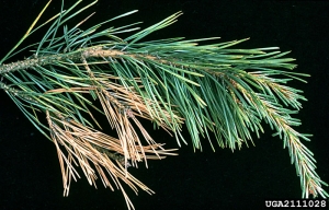 Symptômes sur <i>Pinus sylvestris</i> - Source : Petr Kapitola, State Phytosanitary Administration, www.forestryimages.org