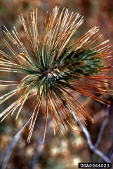 Les aiguilles ne sont sèches qu’au dessus des points d’infection - Source : R.L. Anderson, USFS, www.forestryimages.org