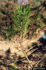 Dénudement des branches à partir de la base - Source : A. Kunca, National Forest Centre - Slovakia, www.forestryimages.org