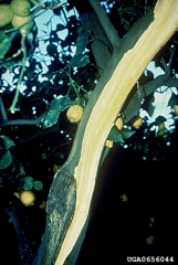 L’écorce grattée de cet arbre atteint par <i>Phoma tracheiphila</i> laisse apparaître un bois orangé - Source : G. Perrotta, Università di Calabria, www.forestryimages.org