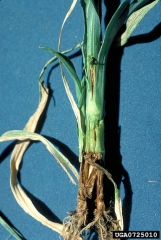 Chancre, feuilles nécrotiques et base de la tige brunie par la présence de la bactérie - Source : GRISP, Antibes, www.forestryimages.org