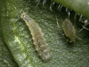 Larve de puceron attaquée par une larve d' <i>Episyrphus balteatus</i>.