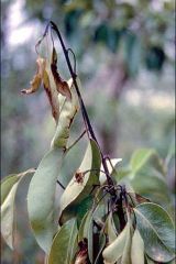 Symptômes sur <i>Pyrus communis</i> - Source : P.G. Psallidas, Benaki Institute, Athens, www.forestryimages.org