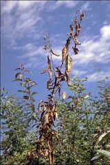 Symptômes sur <i>Malus pumila</i> - Source : W. Jacobi, Colorado State University, www.forestryimages.org