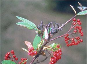 Symptômes sur <i>Cotoneaster salicifolius var floccosus</i> - Source : R. Grimm, www.forestryimages.org