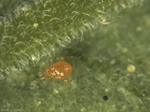 Phytoseiulus persimilis adulte