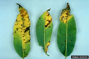 Xanthomonas_arboricola_1