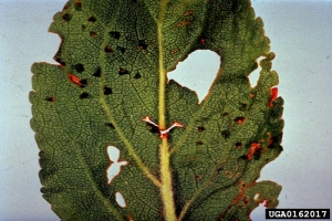 symptômes sur feuille de prunier, <i>Prunus domestica</i> - Source : U. Mazzucchi, Università di Bologna, www.forestryimages.org