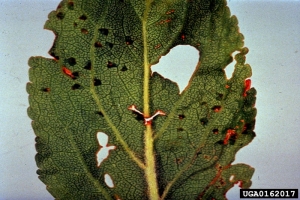 Xanthomonas_arboricola_2