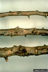 Chancres sur tiges de <i>Prunus domestica</i> après avoir retiré l’écorce - Source : U. Mazzucchi, Università di Bologna, www.forestryimages.org