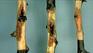 Chancres de diverses tailles sur tiges de <i>Prunus domestica</i> - Source : U. Mazzucchi, Università di Bologna, www.forestryimages.org