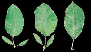 Feuilles de pommier cv. ‘Golden Delicious’ symptomatiques comparées à une feuille saine (à droite) - Source : Biologische Bundesanstalt für Land- und Forstwirtschaft, Institut für Pflanzenschutz im Obstbau Archive, www.forestryimages.org