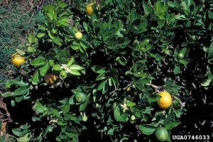 Oranger infecté par <i>Spiroplasma citri</i> présentant des feuilles petites ainsi que des fleurs en même temps que des fruits à différents stades de maturité - Source : J.M. Bové, Inra de Bordeaux, www.forestryimages.org