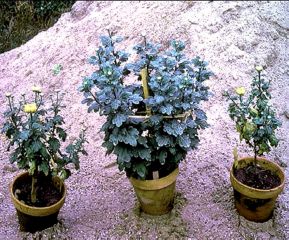 Plante saine (au milieu) comparée à deux plantes contaminées présentant une floraison précoce et une croissance faible - Source : J. Dunez, www.forestryimages.org