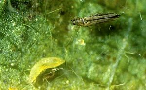 Larve et adulte de <i>Frankliniella occidentalis</i> - Source : Jack T. Reed, Mississippi State University, www.forestryimages.org