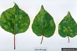 Symptômes sur feuilles d’abricotier - Source : Biologische Bundesanstalt für Land- und Forstwirtschaft Archive, www.forestryimages.org