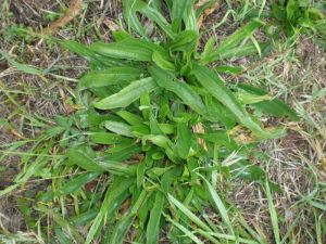 Plantago-lanceolata7