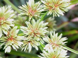 cyperus-eragrostis3