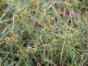 cyperus-eragrostis4