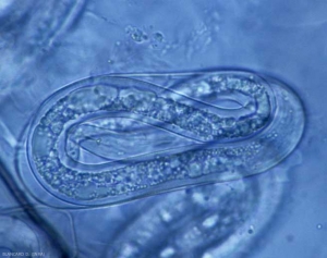 En plus des femelles, la présence de nématodes adultes ou de jeunes larves pourvus d'un stylet confirme une attaque de <b><i>Meloidogyne</i> spp.</b> (nématodes à galles racinaires, root-knot nematodes).