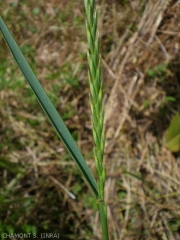 Elymus-repens7