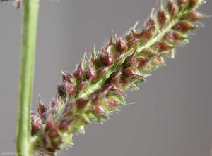 Echinochloa-crus-galli6