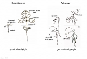 germination_epi_hypo