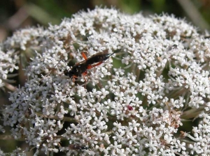 apiacee-hymenoptere