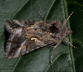 Autographa-gamma1