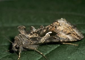 Autographa-gamma2