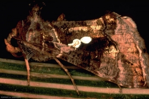 Noctuelle de l'artichaut avec des tâches blanches bien séparées sur l'aile antérieure. <i>Chrysondeixis chalcites</i>