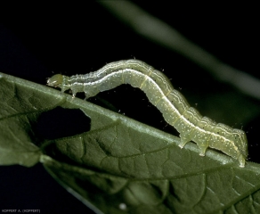 Chenille de <i>Chrysondeixis chalcites</i>