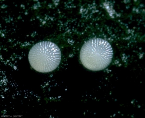 Oeufs de <i>Chrysondeixis chalcites</i>.