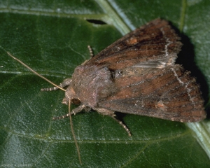 Adulte de la noctuelle <i>Lacanobia oleracea</i> au repos.