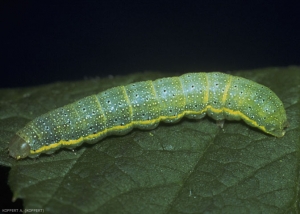 Chenille de <i>Lacanobia oleracea</i>, verte avec une ligne jaune sur les flancs.