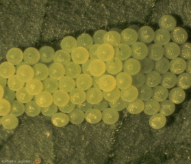 Oeufs de <i>Lacanobia oleracea</i>, pondus alignés en groupes.