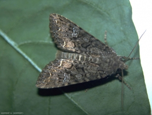 Adulte de la noctuelle <i>Mamestra brassicae</i> au repos.