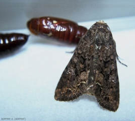 Adulte de <i>Mamestra brassicae</i> près de chrysalides, celle de gauche ayant prit une teinte noire, est prête à éclore.