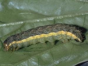 Chenille de <i>Mamestra brassicae</i>, caractéristique avec son dos plus foncé et sa bande jaune longitudinale.