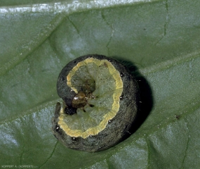 Chenille de <i>Mamestra brassicae</i> enroulée sur elle même (comportement de défense si elle est dérangée), la ligne jaune longitudinale est bien visible.