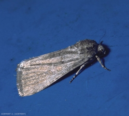 Adulte de la noctuelle <i>Spodoptera exigua</i> au repos.