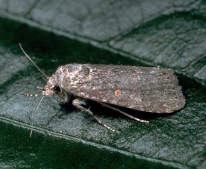 Adulte de la noctuelle <i>Spodoptera exigua</i> au repos.