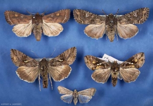 Adultes de <i>Spodoptera exigua</i> étalés.