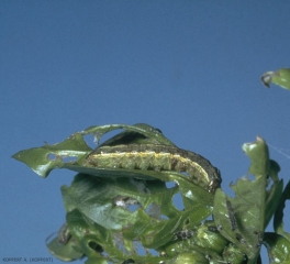 Chenille de <i>Spodoptera exigua</i>, verte avec une bande jaune longitudinale.