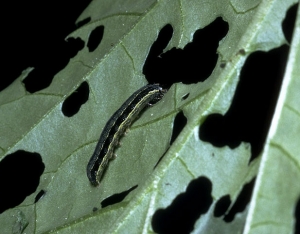 Chenille de <i>Spodoptera exigua</i>, verte avec une bande jaune longitudinale surmontée d'une bande plus foncée, consommant le tissu végétal d'une feuille 
