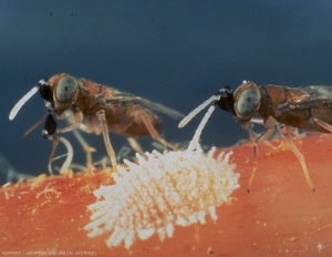 Parasitisme d'une cochenille farineuse par une femelle <i><b>Anagyrus pseudococci</b></i>. Les  femelles sont brunes avec les antennes rayées noir et blanc.
